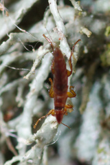 Ceratophyllidae