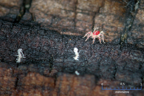 Erythracarus pyrrholeucus