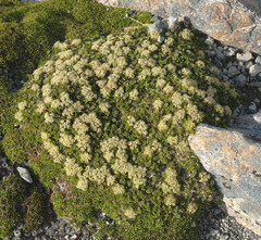Anisotome imbricata prostrata