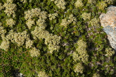 Anisotome imbricata prostrata