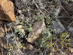 Passiflora pentaschista