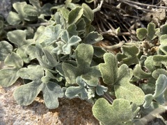 Passiflora pentaschista