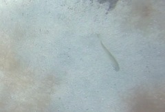 Pomadasys incisus