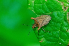 Euschistus cornutus