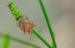 Euschistus cornutus