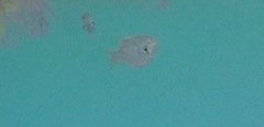 Pomadasys incisus