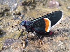 Mysoria barcastus