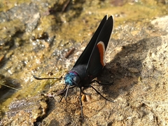 Mysoria barcastus