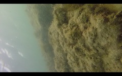 Serranus papilionaceus