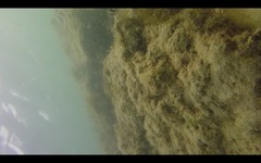 Serranus papilionaceus