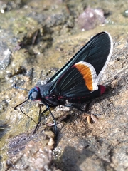 Mysoria barcastus