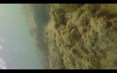 Serranus papilionaceus