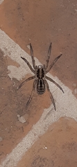 Lycosa pampeana