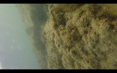 Serranus papilionaceus