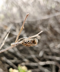 Asphondylia atriplicis