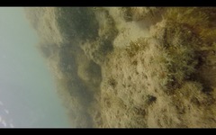 Serranus papilionaceus