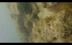 Serranus papilionaceus