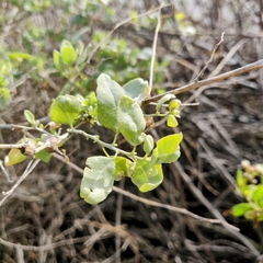 Asphondylia atriplicis