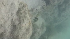 Serranus papilionaceus