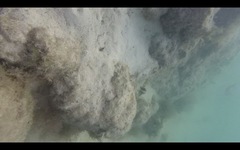 Serranus papilionaceus