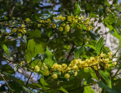 Acacia urophylla