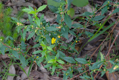 Hibbertia serrata