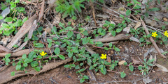 Hibbertia grossulariifolia