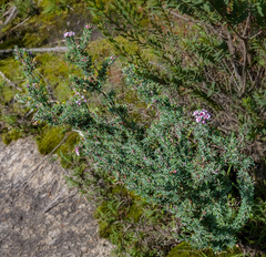 Verticordia plumosa
