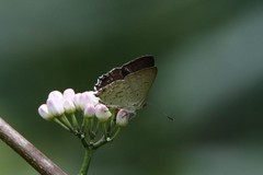 Pseudodipsas eone