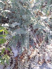 Astragalus mollissimus bigelovii