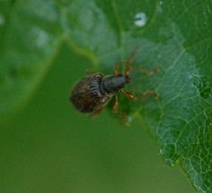 Phyllobius oblongus