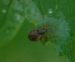 Phyllobius oblongus