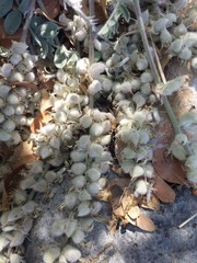 Astragalus mollissimus bigelovii