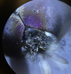 Trichopsomyia banksi