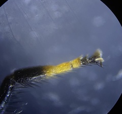 Trichopsomyia banksi