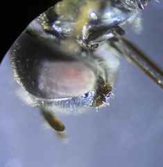 Trichopsomyia banksi