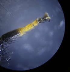 Trichopsomyia banksi