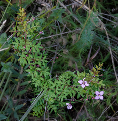 Boronia gracilipes