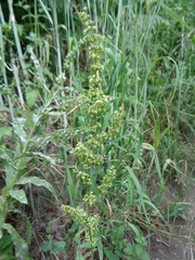 Rumex crispus crispus