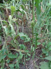 Rumex crispus crispus
