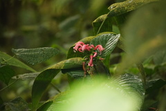 Centropogon congestus