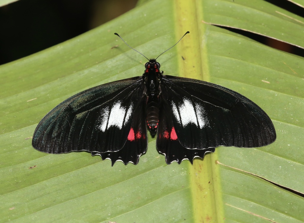 Mimoides euryleon