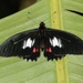 False Cattleheart Swallowtail - Photo (c) Laura Gaudette, some rights reserved (CC BY), uploaded by Laura Gaudette