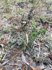 Opuntia drummondii