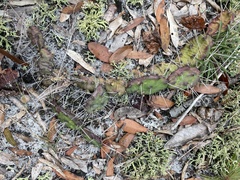 Opuntia drummondii