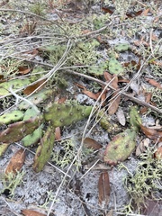 Opuntia drummondii