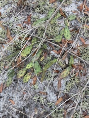 Opuntia drummondii