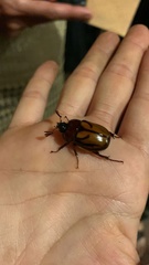 Oryctomorphus bimaculatus