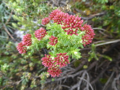 Ozothamnus alpinus