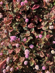 Persicaria capitata
